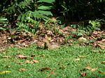 Mongoose at Wai'anapanapa Park
